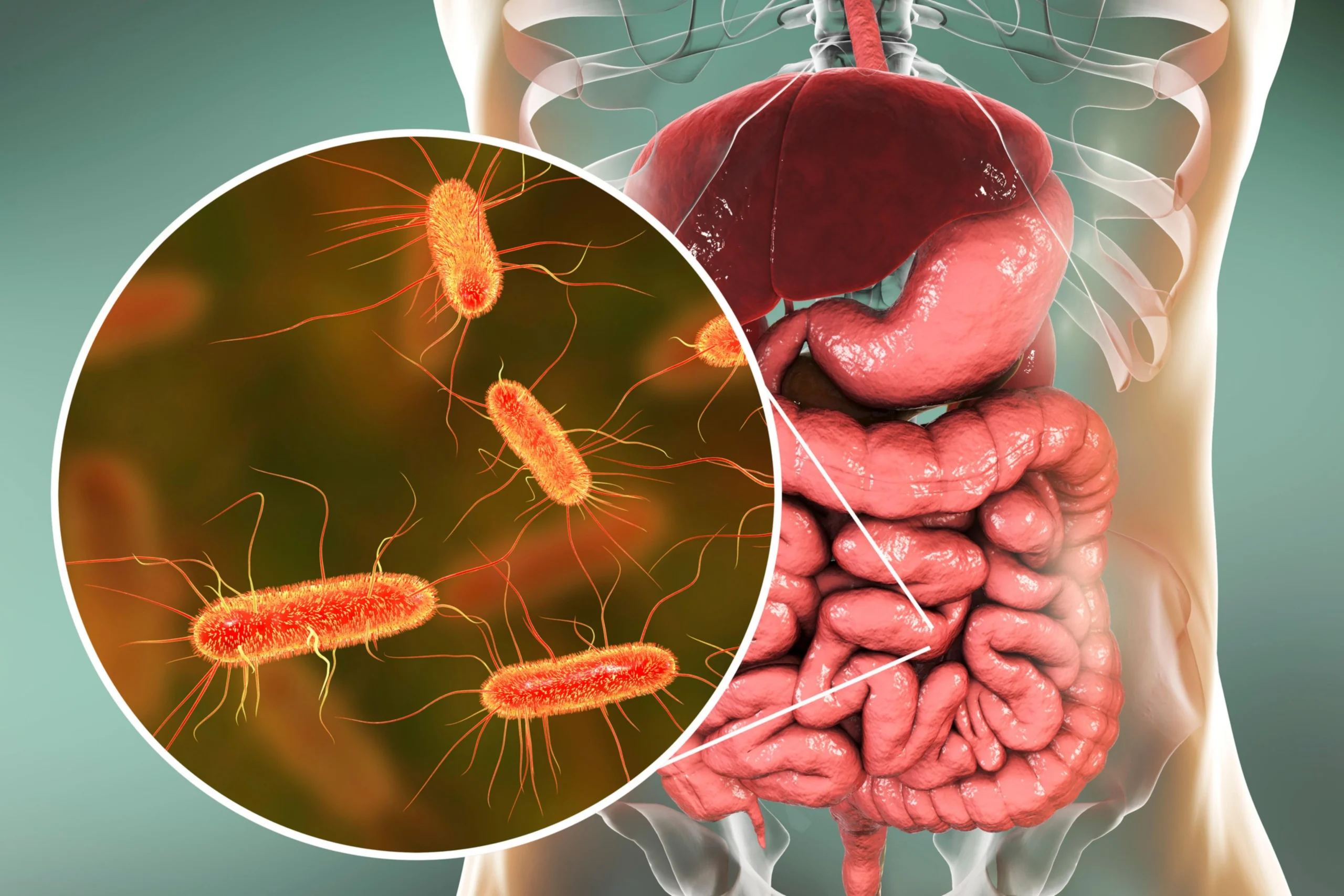Ilustración 3D detallada del microbioma intestinal humano, mostrando bacterias beneficiosas como *Lactobacillus* y *Bifidobacterium* en el tracto digestivo.