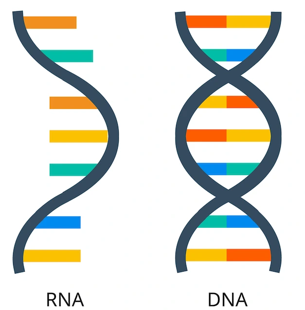 DNA y RNA y sus moléculas a color.